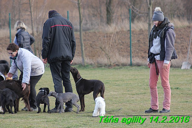 Agility Tana 14.2.2016 (14)