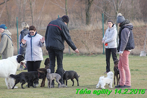 Agility Tana 14.2.2016 (15)