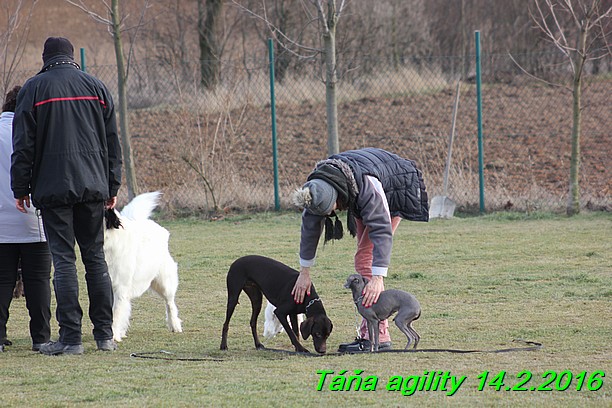 Agility Tana 14.2.2016 (16)