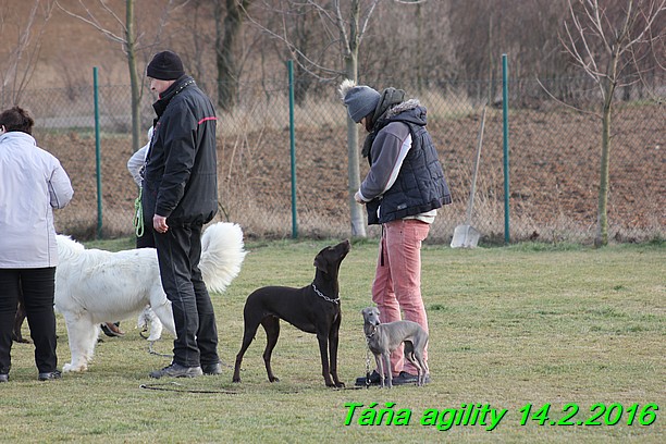 Agility Tana 14.2.2016 (17)