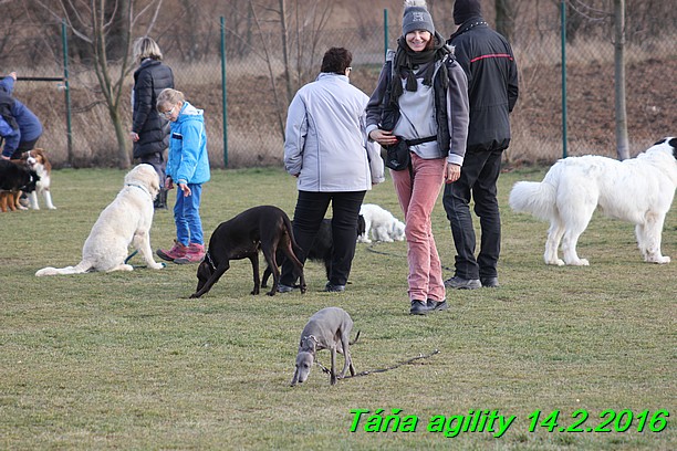 Agility Tana 14.2.2016 (18)