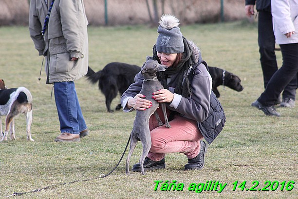 Agility Tana 14.2.2016 (20)