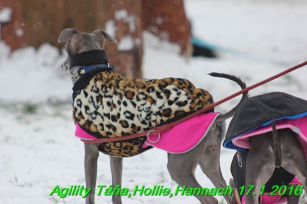 Agility Tana, Hollie,Hannach 17.1.2016 (1)