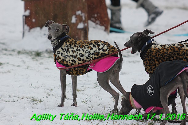 Agility Tana, Hollie,Hannach 17.1.2016 (2)