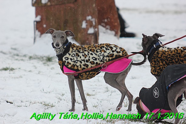 Agility Tana, Hollie,Hannach 17.1.2016 (3)