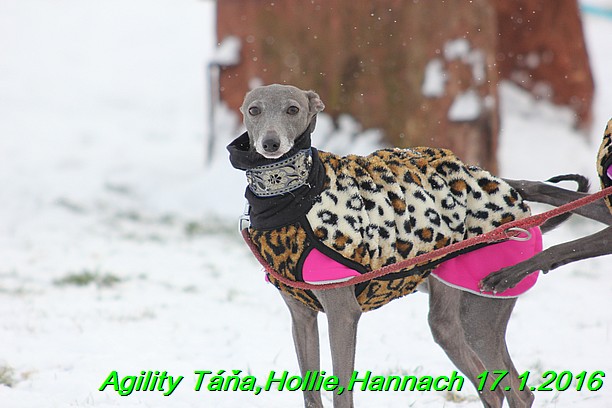 Agility Tana, Hollie,Hannach 17.1.2016 (8)