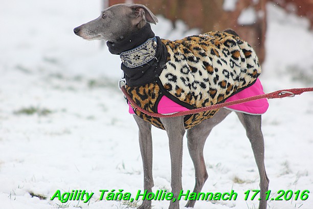 Agility Tana, Hollie,Hannach 17.1.2016 (9)