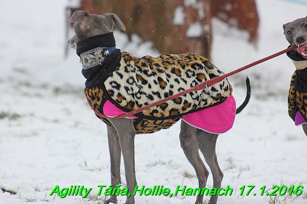 Agility Tana, Hollie,Hannach 17.1.2016 (11)