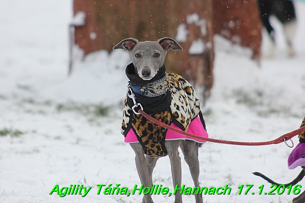 Agility Tana, Hollie,Hannach 17.1.2016 (15)