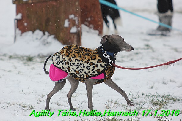 Agility Tana, Hollie,Hannach 17.1.2016 (16)