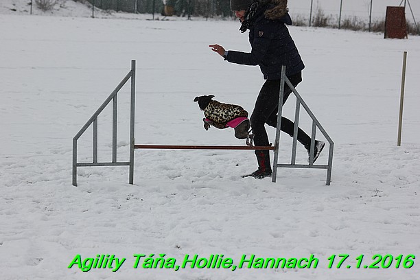 Agility Tana, Hollie,Hannach 17.1.2016 (19)