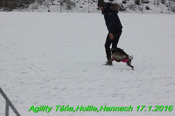 Agility Tana, Hollie,Hannach 17.1.2016 (20)