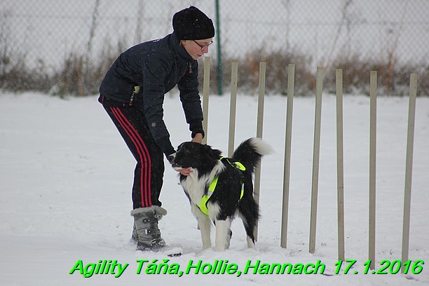 Agility Tana, Hollie,Hannach 17.1.2016 (21)