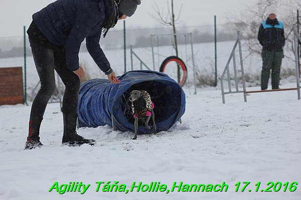 Agility Tana, Hollie,Hannach 17.1.2016 (36)