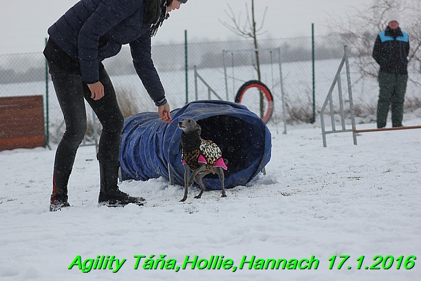 Agility Tana, Hollie,Hannach 17.1.2016 (37)