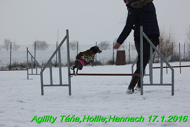 Agility Tana, Hollie,Hannach 17.1.2016 (41)