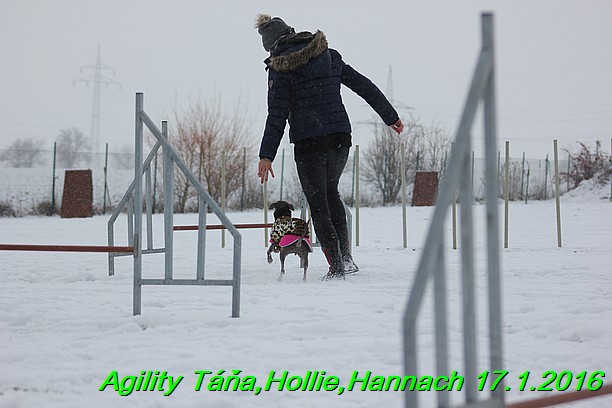 Agility Tana, Hollie,Hannach 17.1.2016 (42)