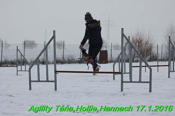 Agility Tana, Hollie,Hannach 17.1.2016 (43)