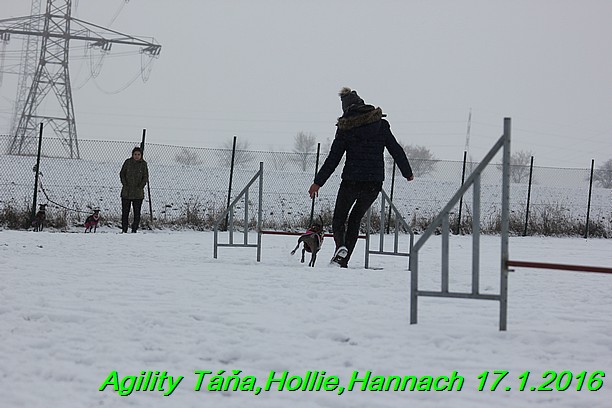 Agility Tana, Hollie,Hannach 17.1.2016 (44)