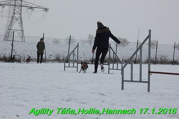 Agility Tana, Hollie,Hannach 17.1.2016 (45)