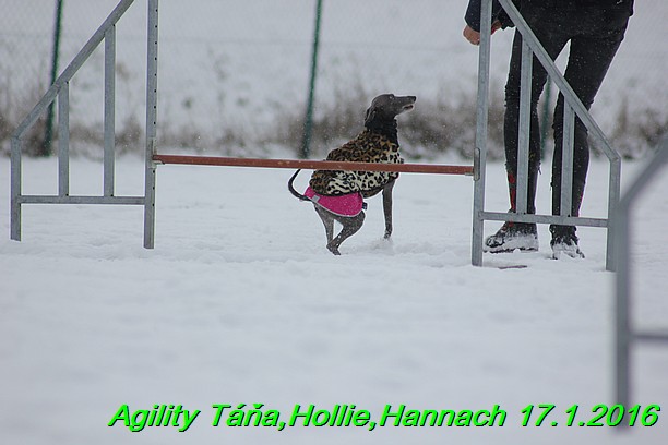 Agility Tana, Hollie,Hannach 17.1.2016 (46)