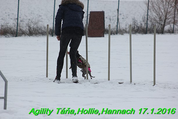 Agility Tana, Hollie,Hannach 17.1.2016 (47)