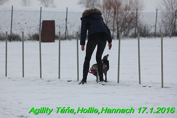 Agility Tana, Hollie,Hannach 17.1.2016 (50)