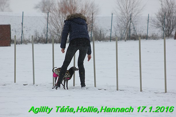 Agility Tana, Hollie,Hannach 17.1.2016 (51)