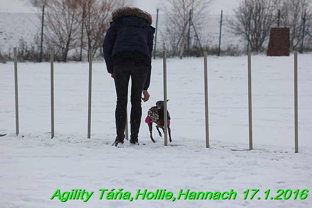 Agility Tana, Hollie,Hannach 17.1.2016 (52)