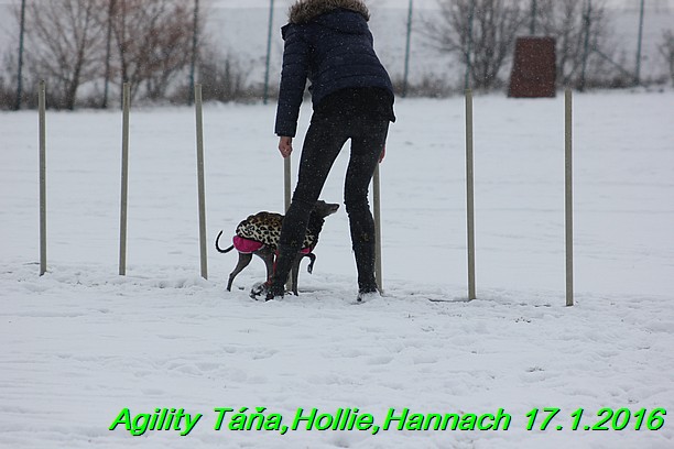 Agility Tana, Hollie,Hannach 17.1.2016 (53)