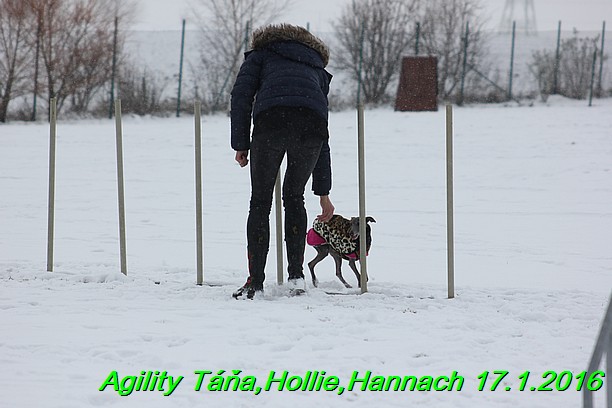 Agility Tana, Hollie,Hannach 17.1.2016 (55)