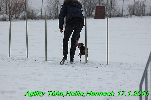 Agility Tana, Hollie,Hannach 17.1.2016 (56)