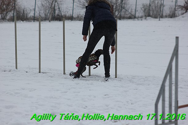 Agility Tana, Hollie,Hannach 17.1.2016 (57)
