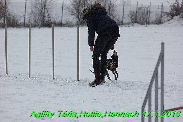 Agility Tana, Hollie,Hannach 17.1.2016 (58)