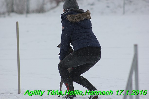 Agility Tana, Hollie,Hannach 17.1.2016 (59)