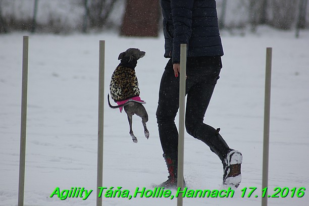 Agility Tana, Hollie,Hannach 17.1.2016 (61)