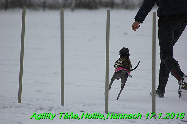 Agility Tana, Hollie,Hannach 17.1.2016 (62)