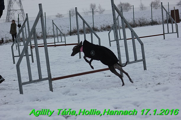 Agility Tana, Hollie,Hannach 17.1.2016 (75)