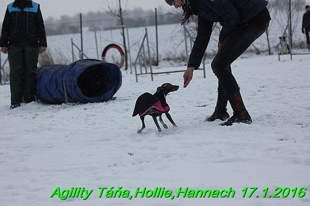 Agility Tana, Hollie,Hannach 17.1.2016 (77)
