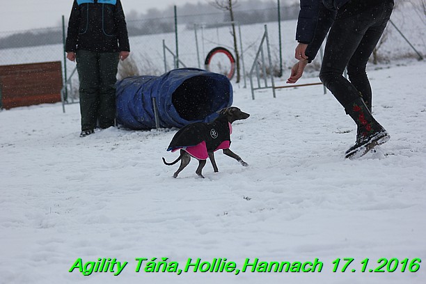 Agility Tana, Hollie,Hannach 17.1.2016 (78)