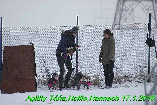 Agility Tana, Hollie,Hannach 17.1.2016 (79)