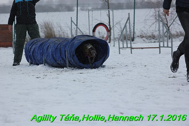 Agility Tana, Hollie,Hannach 17.1.2016 (90)