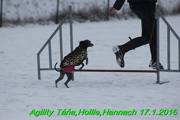 Agility Tana, Hollie,Hannach 17.1.2016 (104)