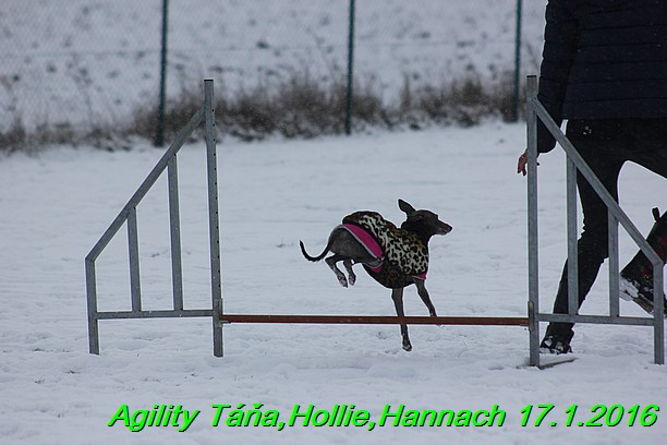 Agility Tana, Hollie,Hannach 17.1.2016 (105)