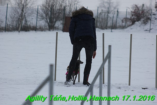 Agility Tana, Hollie,Hannach 17.1.2016 (106)