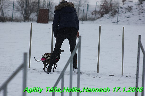 Agility Tana, Hollie,Hannach 17.1.2016 (107)