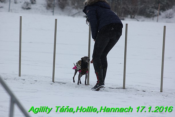 Agility Tana, Hollie,Hannach 17.1.2016 (109)