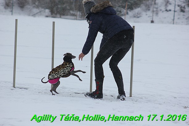 Agility Tana, Hollie,Hannach 17.1.2016 (110)