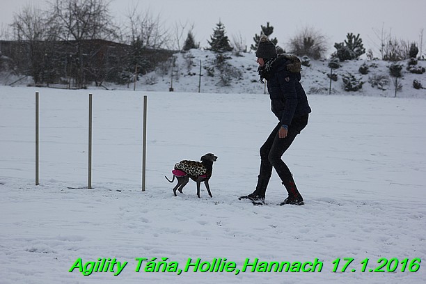 Agility Tana, Hollie,Hannach 17.1.2016 (111)