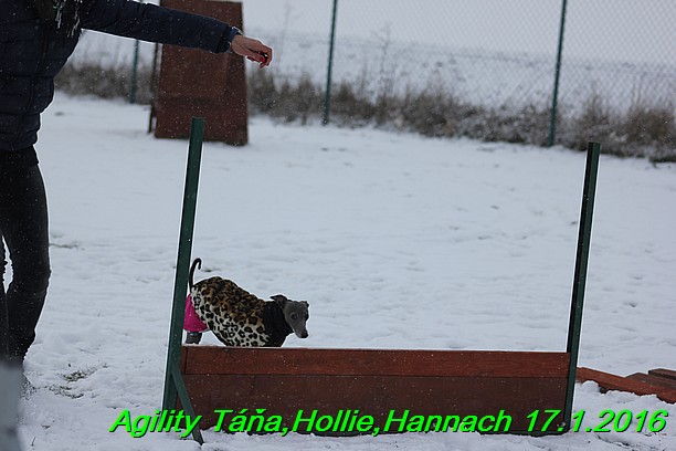 Agility Tana, Hollie,Hannach 17.1.2016 (114)